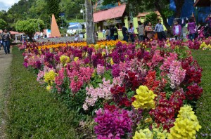 Flower arrangement in Boquete