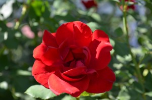 Red rose in Boquete